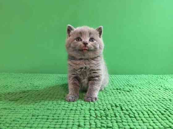 Britische Scottish Fold Katze zu verkaufen Гамбург