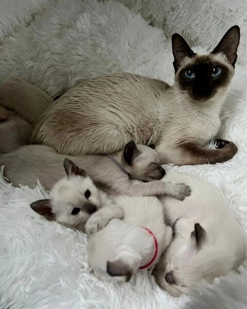 Siamkatze Kätzchen verfügbar Потсдам - изображение 1