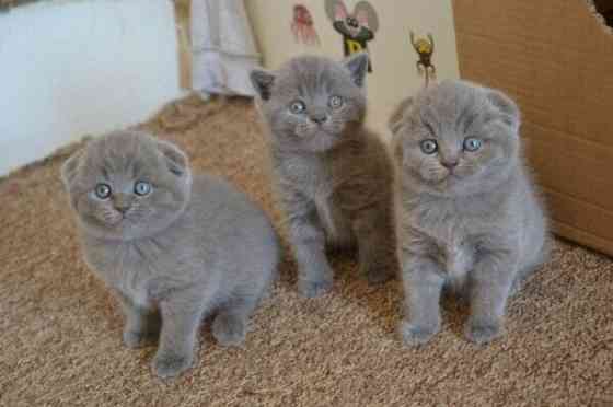Blaue Scottish Fold Kätzchen Бремен