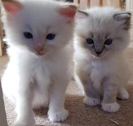 Munchkin kittens for sale Шверін - изображение 1
