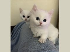 Munchkin Kitten registriert Потсдам - изображение 1