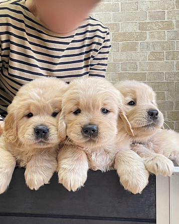Golden Retriever Puppies Берлин - изображение 1