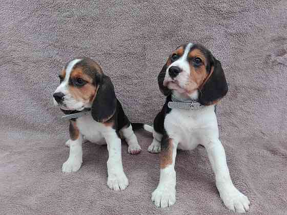 Meine wunderschönen Beagle-Welpen Гамбург