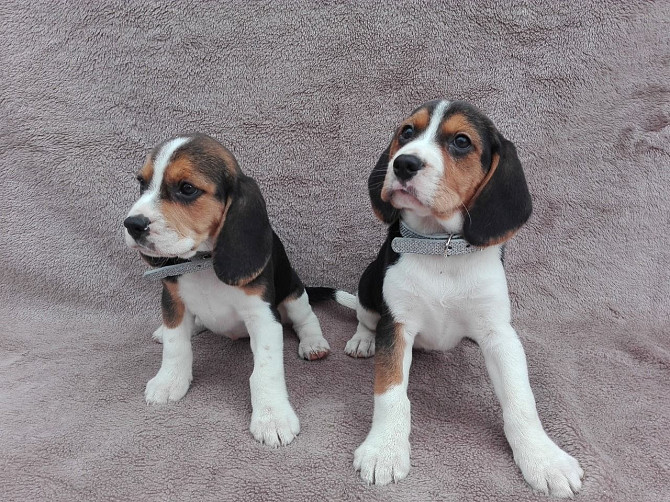Meine wunderschönen Beagle-Welpen Гамбург - изображение 3