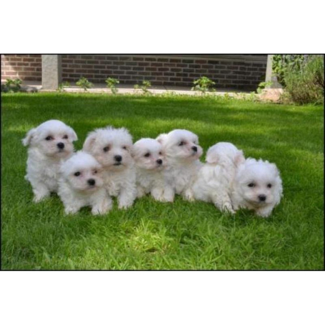 Здесь родились щенки мальтийской болонки, красивые, маленькие, прочные. Пожалуйста, отправьте сообще Штутгарт - изображение 1