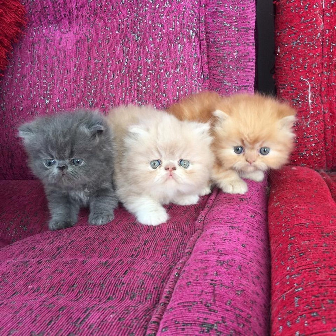 Persian Kittens Берлин - изображение 1
