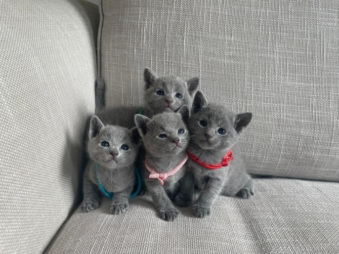 Russisch-blaue Kätzchen zur Adoption Эрфурт - изображение 1