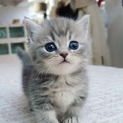 Красивые котята Манчкин Бремен - изображение 1