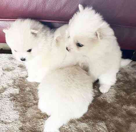 Hochwertige weiße Pomeranian-Welpen, Junge und Mädchen Бремен