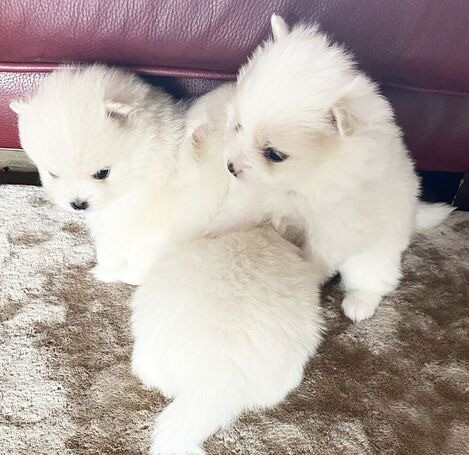Hochwertige weiße Pomeranian-Welpen, Junge und Mädchen Бремен - изображение 1