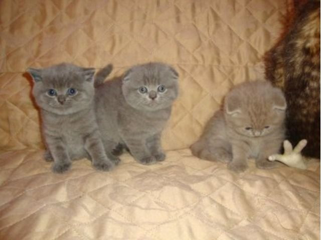 Gesunde Scottish Fold Kätzchen zu verkaufen Ганновер - изображение 1