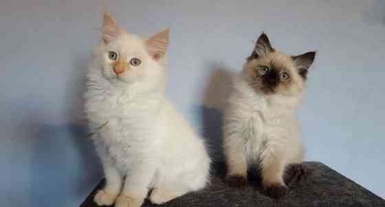 Sibirische Kätzchen für liebevolle Haushalte Гамбург