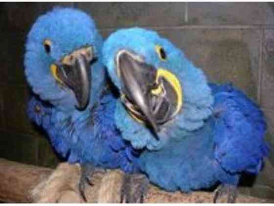 Wir haben einen männlichen und einen weiblichen Hyazinth-Ara-Papagei. Берлін