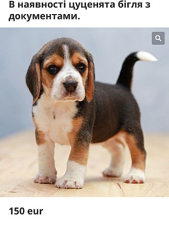 Beagle-Welpen zu verkaufen. Берлин - изображение 1