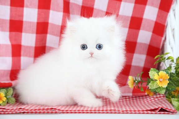 Stunning multi colour Persian Kitten Эрфурт - изображение 1
