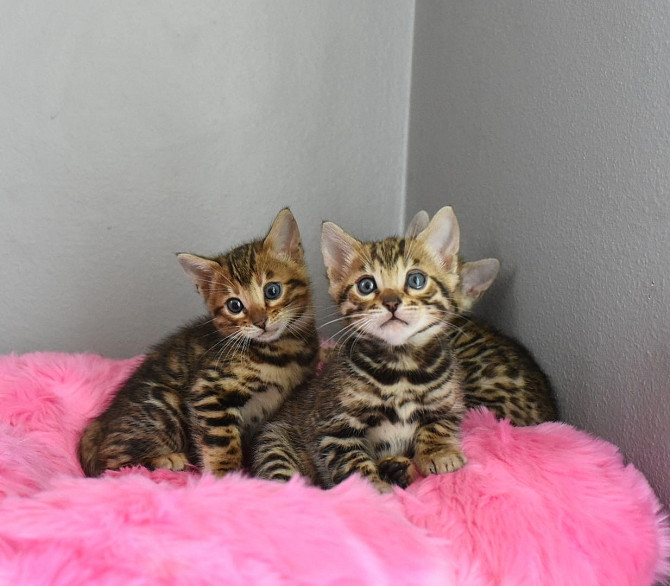 Bengal Kittens Берлін - изображение 1