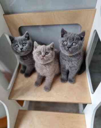kittens for adoption Ганновер