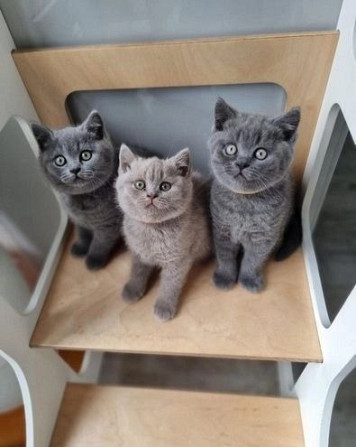 kittens for adoption Hannover - photo 1