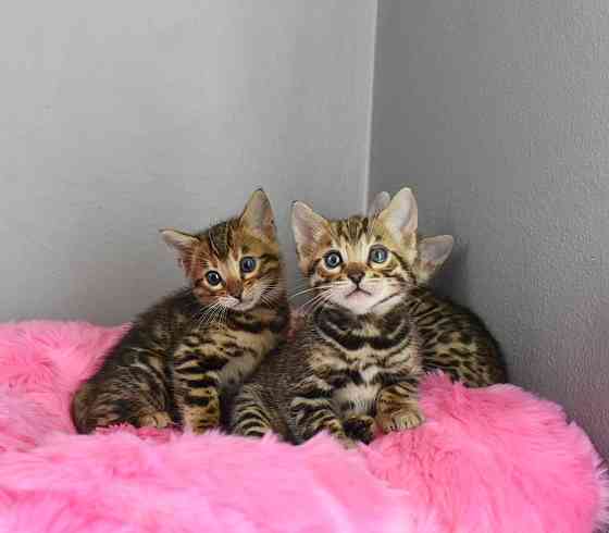 Bengal Kittens Берлин