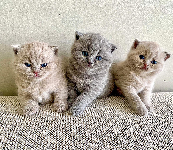 British short hair Kittens Берлін - изображение 1