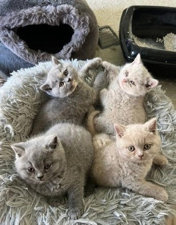 adopt male and female kittens Ганновер - изображение 1