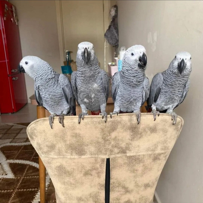 adopt african grey parrots Эрфурт - изображение 1
