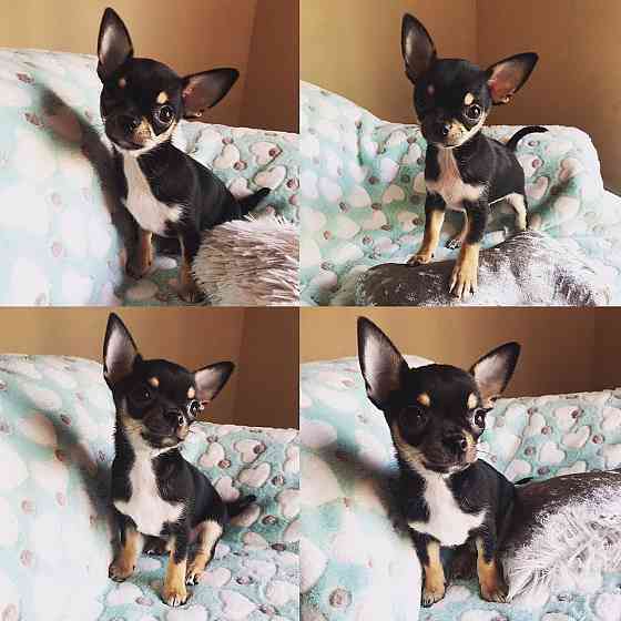 Chihuahua-Welpen zu verkaufen Bremen