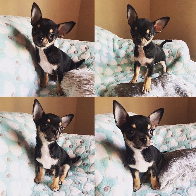 Chihuahua-Welpen zu verkaufen Бремен - изображение 1