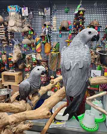 DNA tested african greys Ерфурт