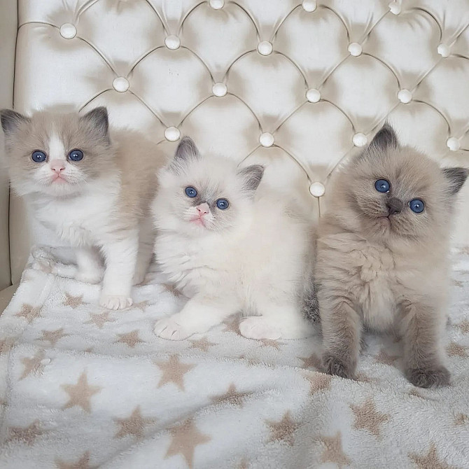 Ragdoll LKittens Берлін - изображение 1