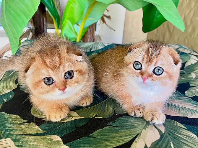 Scottish Fold Kittens Berlin - photo 1