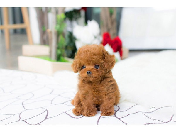 Щенки Sweet Maltipoo, выращенные в домашних условиях Hannover - изображение 1