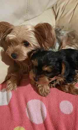 Продаются два великолепных щенка миниатюрного йоркширского терьера, Мюнхен