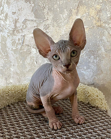 Lovely Sphynx Kittens For Sale Гамбург - изображение 1