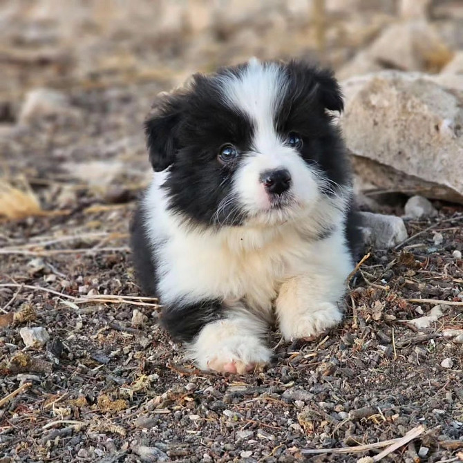 Border Collie Puppies Berlin - photo 1