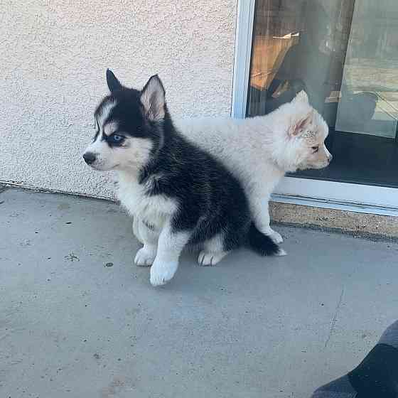 Siberian Husky Puppies Берлін