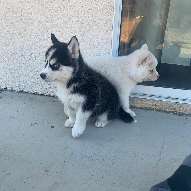 Siberian Husky Puppies Берлин - изображение 1