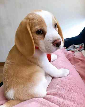 Beagle Puppies Berlin