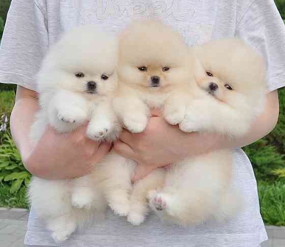 Pomeranian Puppies Berlin