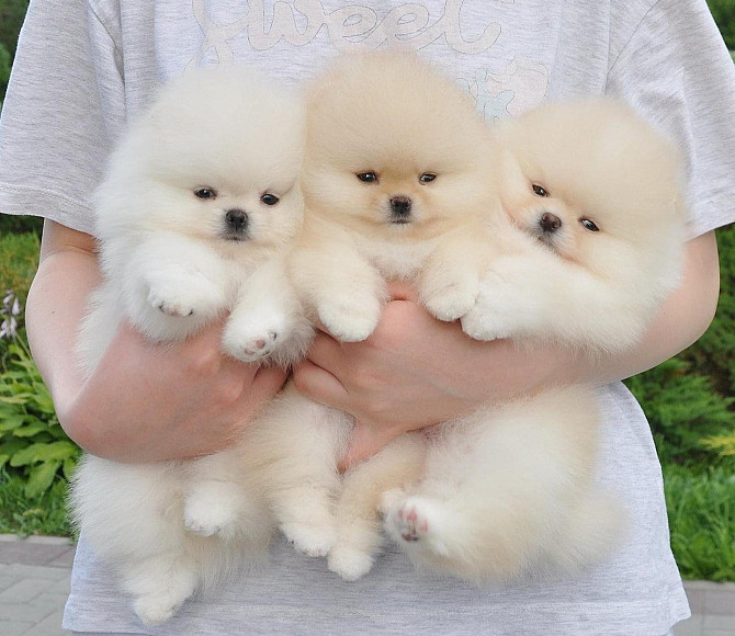 Pomeranian Puppies Berlin - photo 1