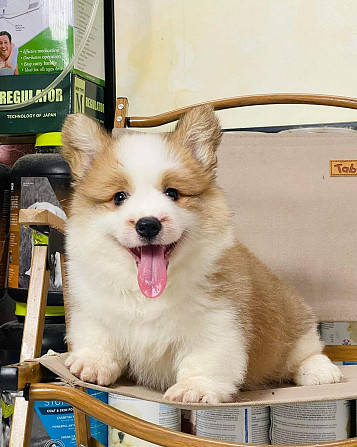 Welsh Corgi Puppies Berlin - photo 1