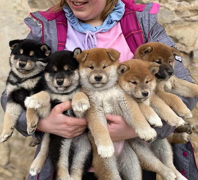 Shiba Inu Puppies Берлін - изображение 1