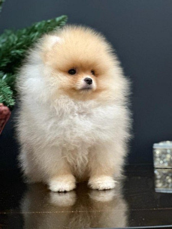 Reinrassige Pomeranian Welpen Schwerin - изображение 2