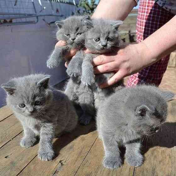 Русские голубые котята Саарбрюккен