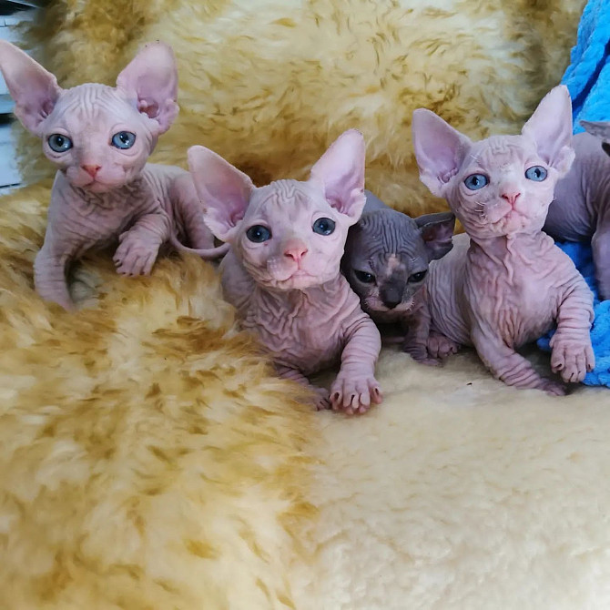 Sphynx Kittens Берлін - изображение 1