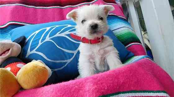 West Highland Terrier Welpen Potsdam