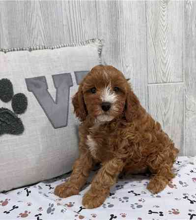 Cavapoo-Welpen Шверін