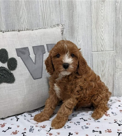 Cavapoo-Welpen Schwerin - изображение 1