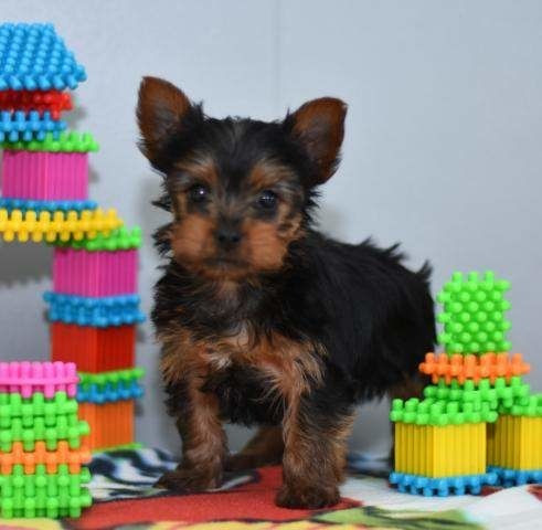 Yorkshire Terrier Welpen Wiesbaden - изображение 1