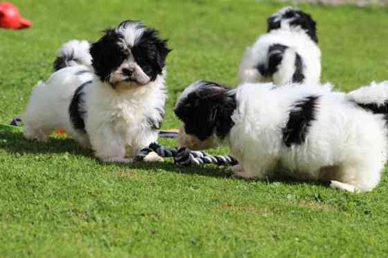 Shih Tzu-Welpen suchen ein neues Zuhause Hamburg